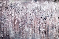 Assaf Frank  - Cotton Tops