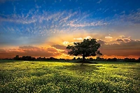 Celebrate Life Gallery  - Shadows at Sunset