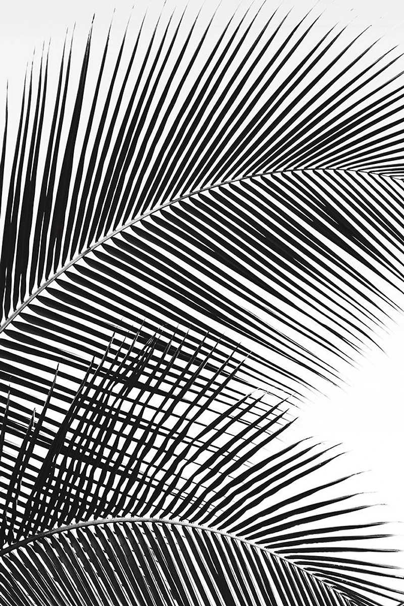 Dennis Frates - Tropical Fan