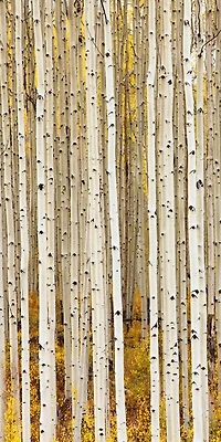 Idan Myrddin - Birch Trunks