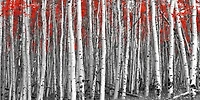 Mara Shinju - Red Leaves A Black And White Forest