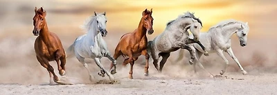 Jocelyn Borivoj - Horse Run Desert