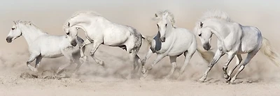Jocelyn Borivoj - Horse White Herd Run Desert