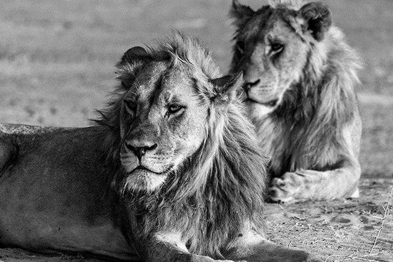 Felicia Roy - Lions Observing