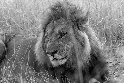 Felicia Roy - Lion Observing Activity