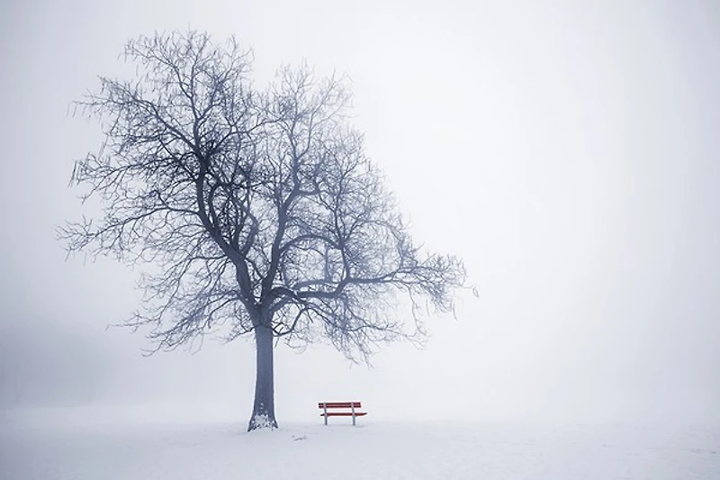 Robert Greeny - Neela Park Winter Tree Fog