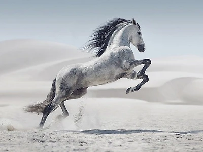 Jocelyn Borivoj - Horse White On