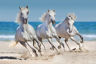 Jocelyn Borivoj - Horses Run Along The Coast