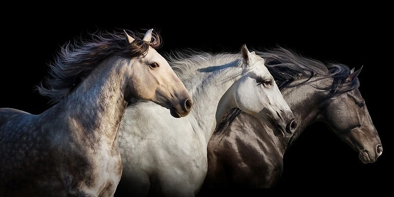 Edith Leanne - Horses Run Gallop