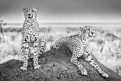 Scheid - Two Cheetahs Watching Out