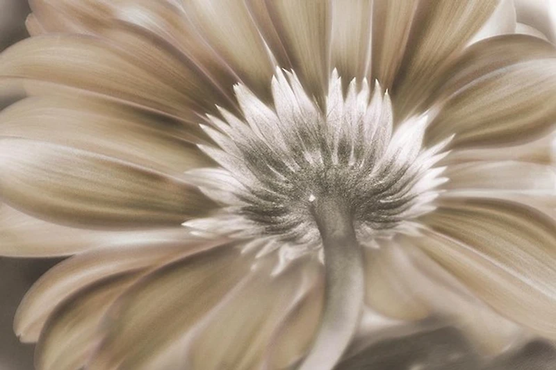 Irene Weisz - Dreamin