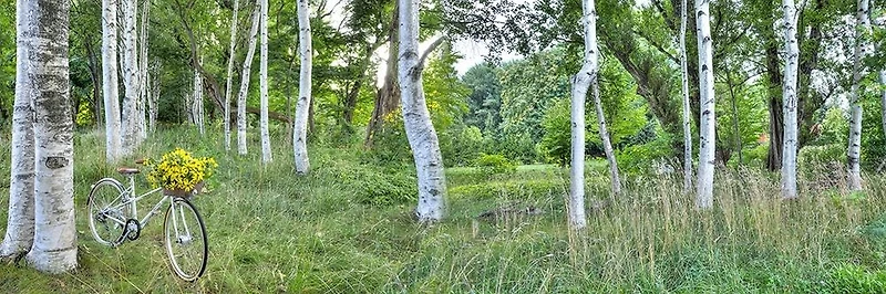 Alan Blaustein - Sunflower Bike Ride No.4