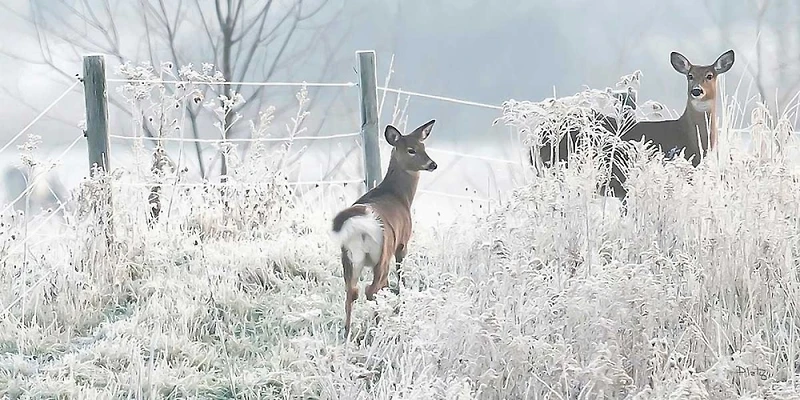 Matthew Platz - White Tails
