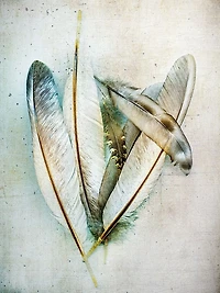 Kathy Wolfe - Hen Feathers