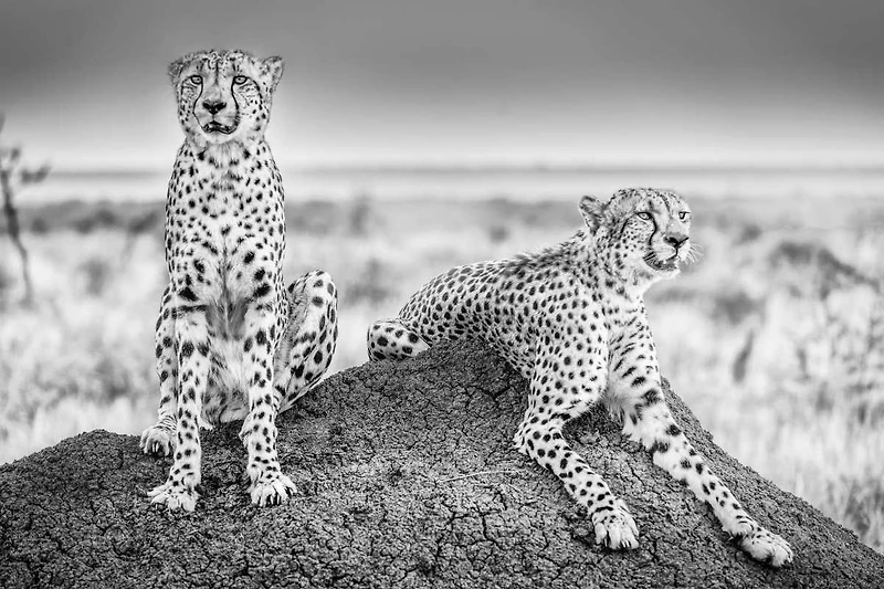 Scheid - Two Cheetahs Watching Out