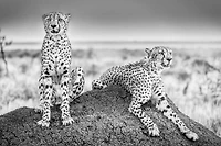 Scheid - Two Cheetahs Watching Out