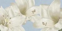 White Amarylis-LindaWood  