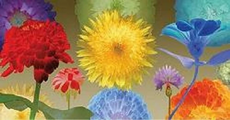 Robert Mertens - Sunflower Fireworks