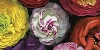 Assorted Ranuncula-Pip Bloomfield  