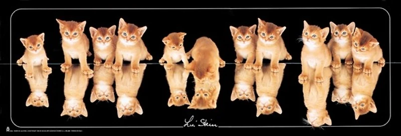 Cats - mirroir