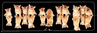 Cats - mirroir  