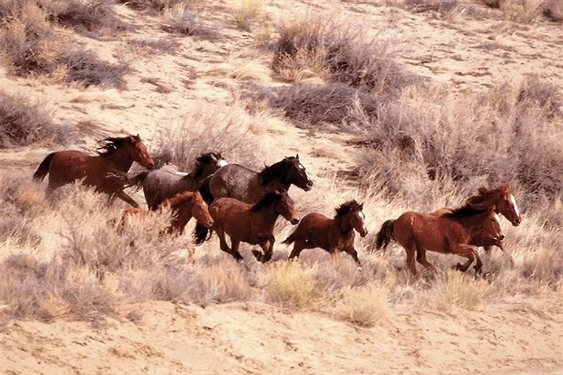 Horses