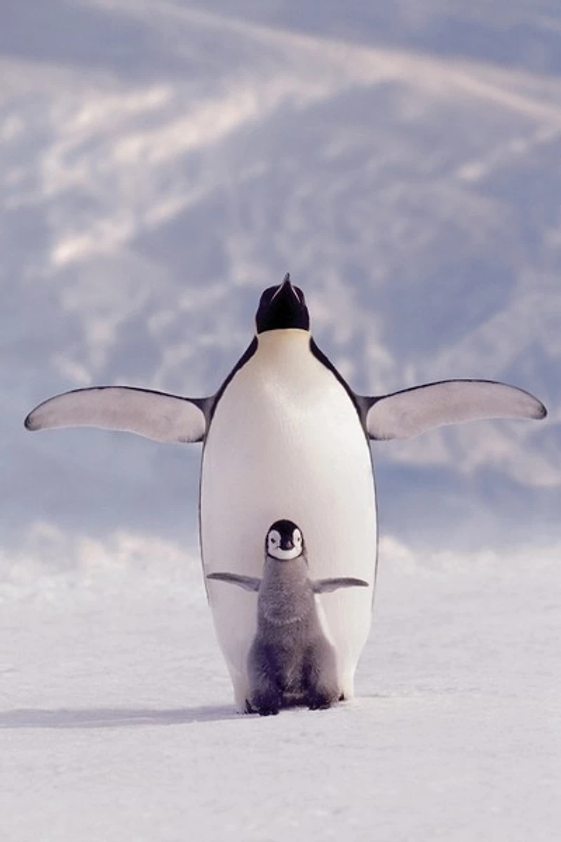 Pengouins