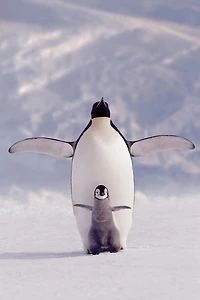Pengouins  
