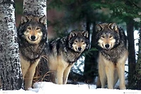 Siberia Wolves  