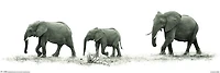 Elephants  