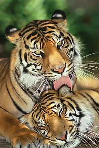 Tiger - Mother's Love 