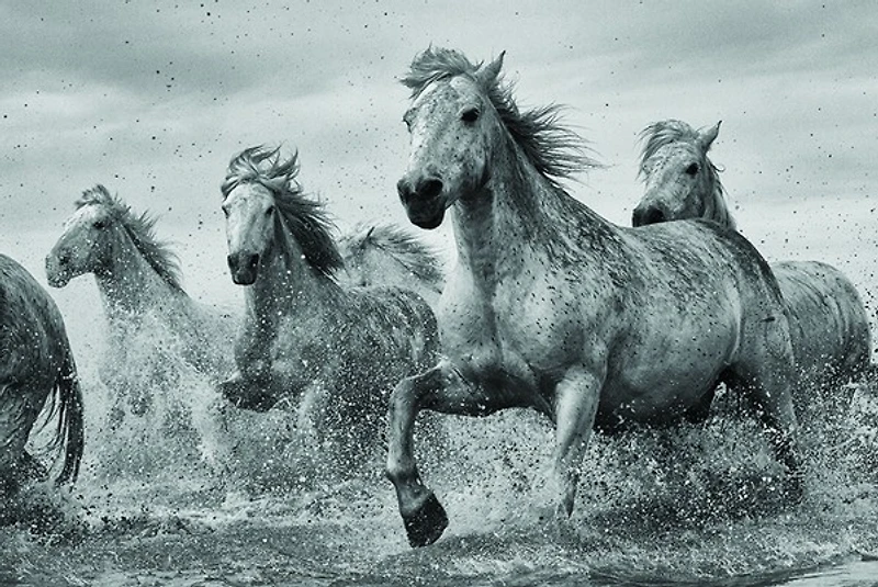 Horses - Camargue