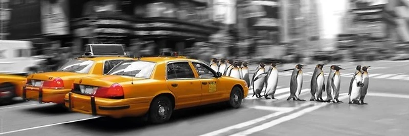 NY-Yellow taxi - Penguins