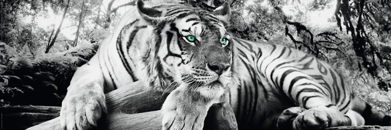 Tiger is watching you  