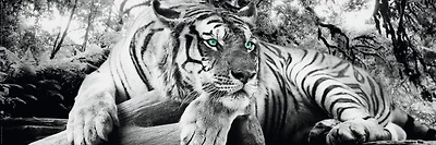 Tiger is watching you  
