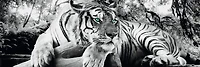 Tiger is watching you  