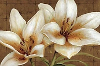 Daphne Brissonnet - White Gold  