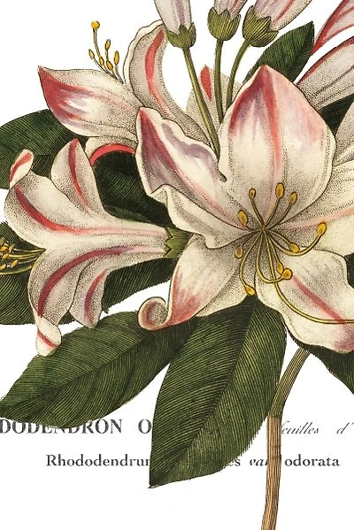 Hugo Wild - Botanique III  