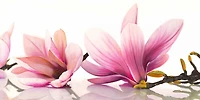 Cynthia Ann - Magnolia