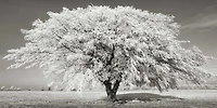 Frank Krahmer - Lime tree with frost, Bavaria, Germany