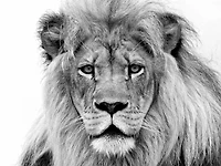 William Franklin - Male Lion