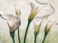 Eva Barberini - Luce