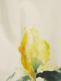 Clavelly Poplin Shirt Floral Print