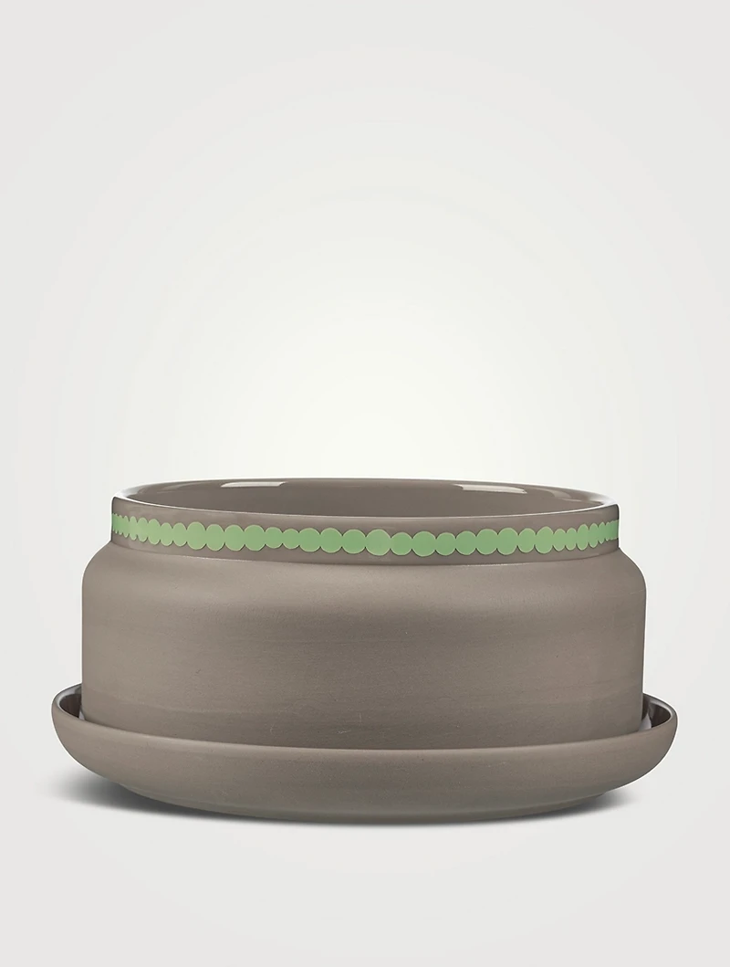 Siirtolapuu. Flower Pot