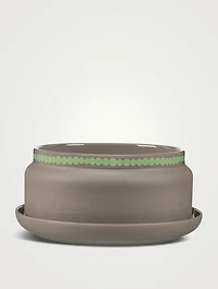 Siirtolapuu. Flower Pot