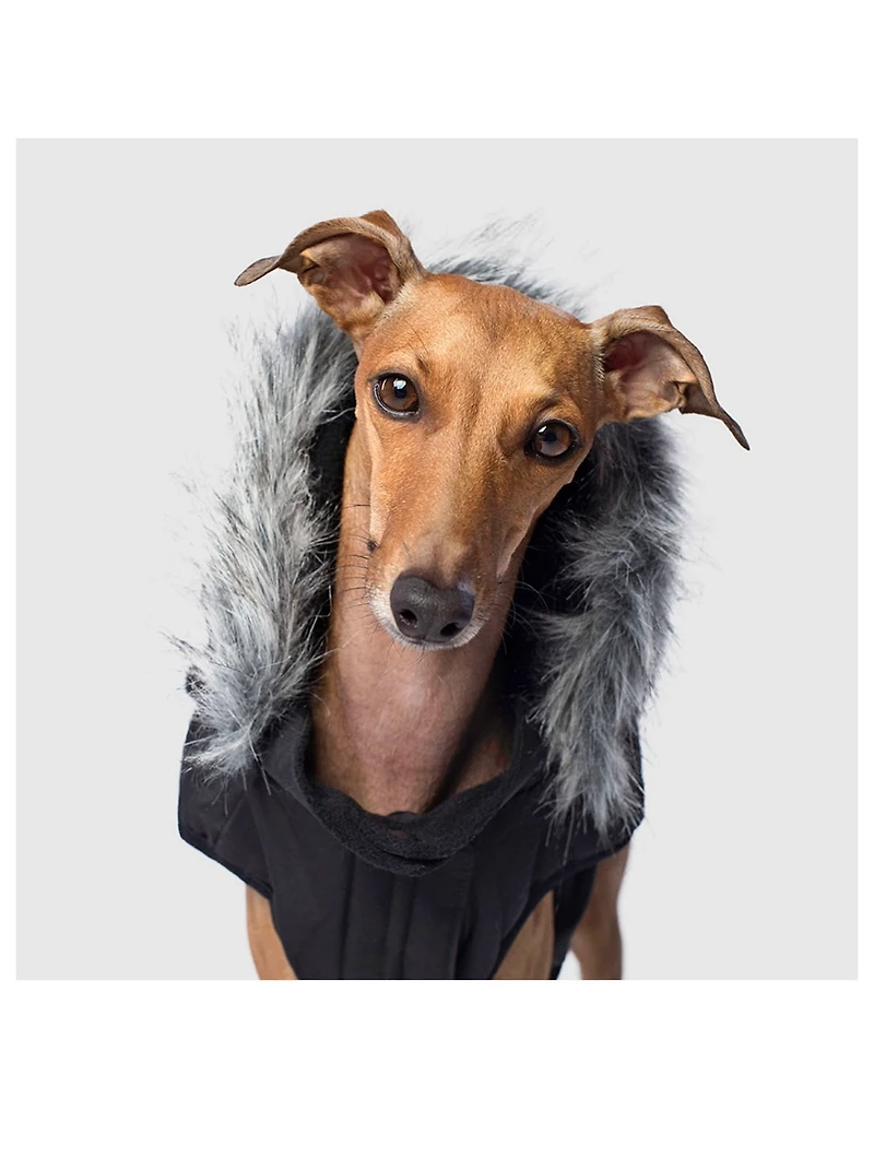 Everest Explorer Dog Vest