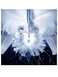Orchidée Impériale The Molecular Concentrate Eye Cream