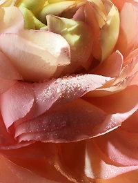 Absolue Les Parfum 1001 Roses Eau de Parfum For Her