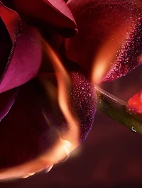 Absolue Les Parfum I Flamed a Rose Eau de Parfum