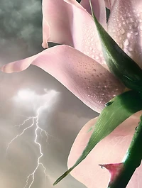 Absolue Les Parfum Storm & Roses Eau de Parfum